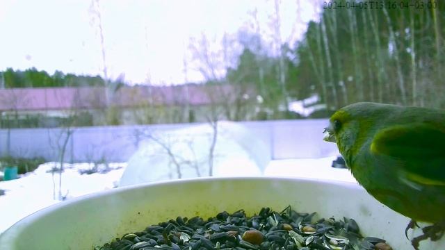 Обыкновенная зеленушка, птица весны.
