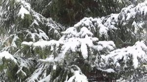 Капризы природы 24.04.2025