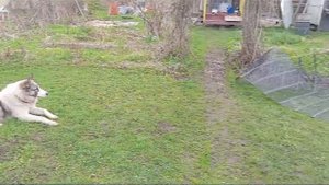 Щенки лайки