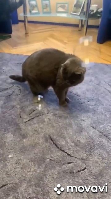 Мыльные пузыри😘 смотреть онлайн