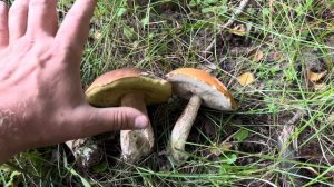 ГРИБНИК НАШЁЛ РАЗНООБРАЗИЕ ГРИБОВ ! РЫЖИКИ ДУБОВЫЕ И БЕЛЫЕ ГРИБЫ ! Грибы 2024 !