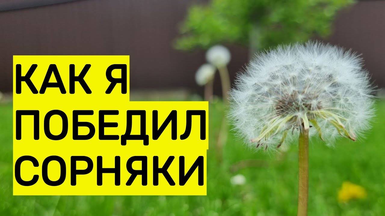Как я победил сорняки на участке: 100% способ избавиться даже от пырея НАВСЕГДА!
