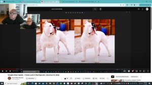 Klaus & Fortuna Breeding Update January 2024 | American XL Bully