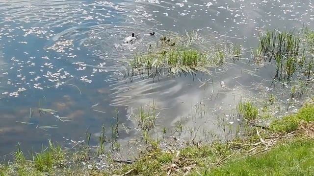 054 25 05 2016 г НЕСЧАСТЬЕ .... смотреть онлайн