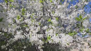 Весна и коты. Spring and cats