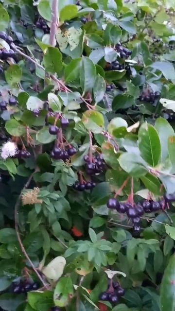 Черноплодная рябина смотреть онлайн