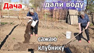 Дача.Сажаю клубнику.Очень рано дали воду.Дорвалась до полива. .Все цветет.Апрель 2025