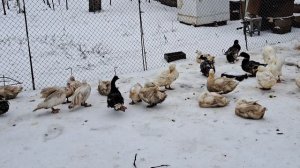 Содержание уток зимой.