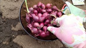 24 апреля. Заморозки . Рассада. Поработала а теплице💃💃💃