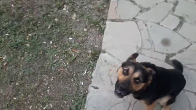 Пёсик исянгулово смотреть онлайн