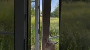 Отличный дом в п.Коккорево