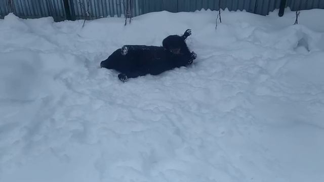 Гостевой Дом для Собак "ЛаброДом" Москва ( Истра ) смотреть онлайн