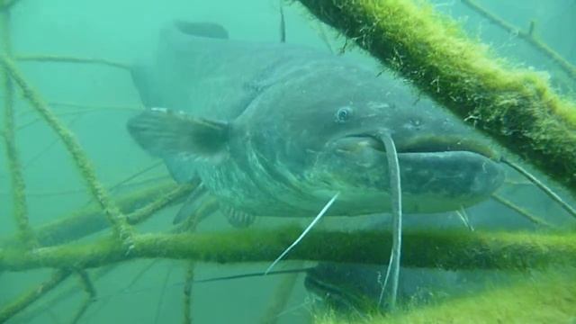 подводная съемка коняшино смотреть онлайн