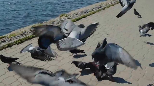 DSCN0065 02 08 2017 Г НА БОЛЬШОМ ПРУДУ ГОЛЬЯНОВА смотреть онлайн