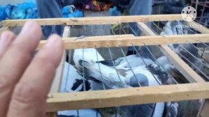 кафтар бозор мехригон ш.Душанбе 25.08.24г и руз каф бозои бехтарин омадан