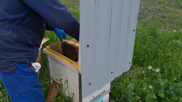 Кот в мешке пчелопакеты 2021 с западной Украины, пчела карника карпатка, поездка за пчелопакетами