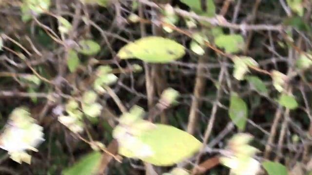 Chèvrefeuille d'hiver 'Lonicera fragrantissima' Blancheur et senteur chaud au coeur смотреть онлайн