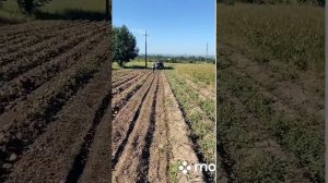 Т-25 копает картошку, копалка Бомет