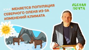 Как влияет климат на популяцию оленей? Лесная почта Лапландского заповедника