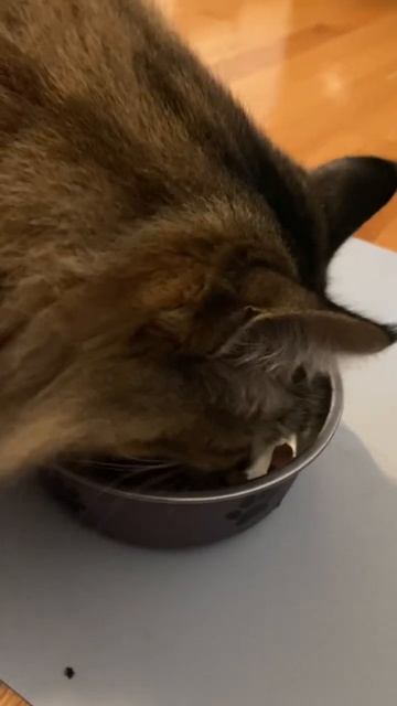 Cat having dinner(Salmon flavor Meaty bits can food for today) смотреть онлайн