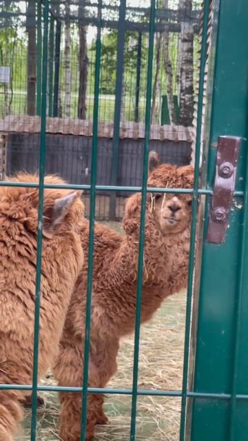 Желаем нашим альпакам приятного аппетита ☺️🦙 #загородныйотдых #руза #рузафэмилипарк смотреть онлайн