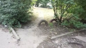 Сквер свиньи.