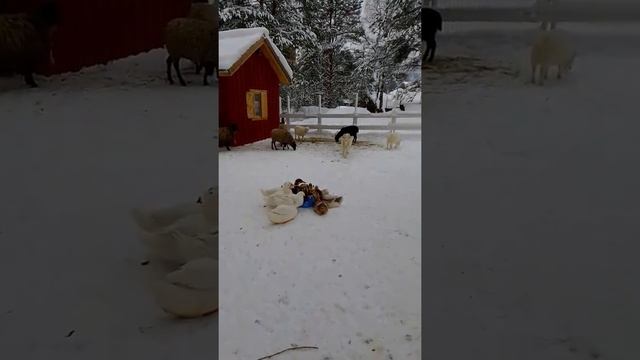 Респулика Коми .Парк Ёляты , Сыктывкар. смотреть онлайн
