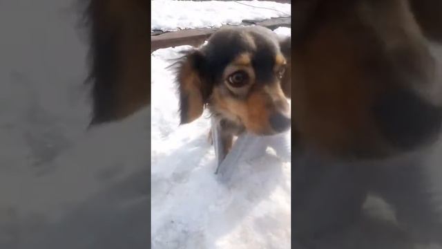 Мика - милашка!!! смотреть онлайн