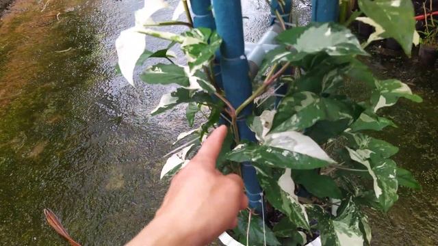 syngonium var albo đã leo quá trụ. chia lại cho ae về làm tác phẩm với giá 2000k