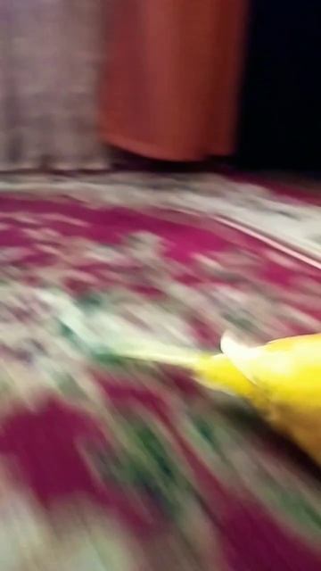 Гонки с Васей🐦 Кто победит?||волнистый попугай ||Гонки с попугаем смотреть онлайн