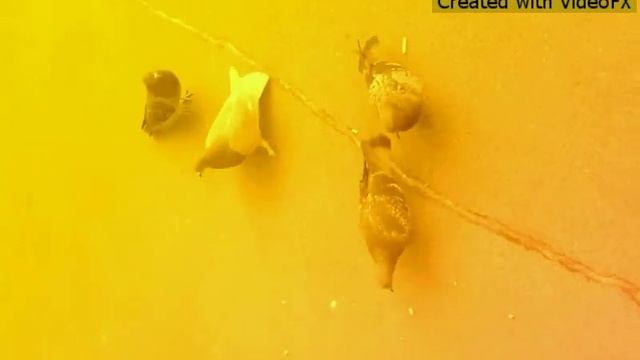 Клип на песня Sugar. Или наш поход за сахаром) смотреть онлайн