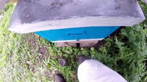 Сколько осыпалось клеща после обработки бипином. Добавил рамку с вощиной в гнездо