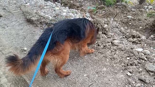 Прогулка с собакой