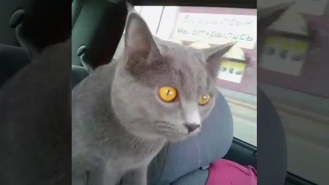 Кошка едет в машине смотреть онлайн