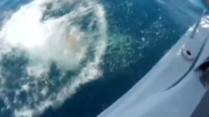 Как правильно поймать АКУЛУ#!!#