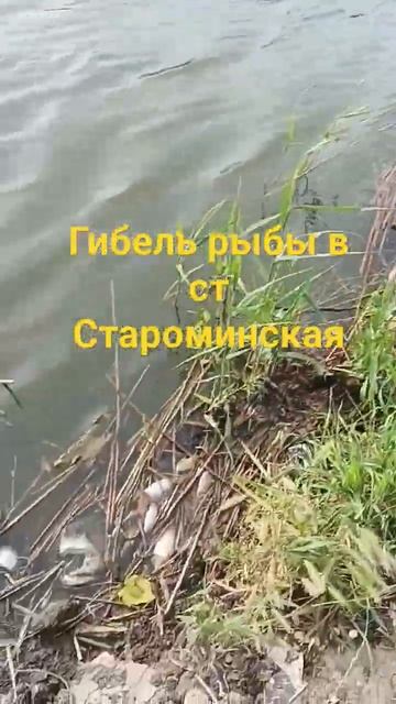 падеж рыбы в ст Староминская экология нарушена