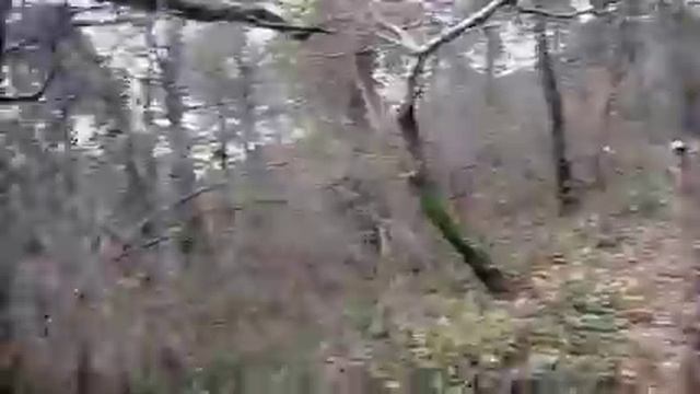 Наши "Новогодние приключения"