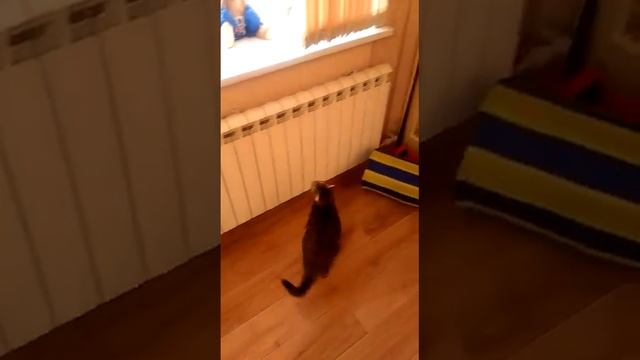 ЗооГостиница  для  кошек