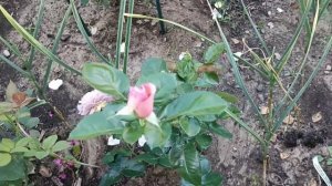 572.#Вечерний обзор цветущих роз🌞Топсан🌹Новалис🌹Салита🌹Сëркл оф лайф🌹Бутерскотч🌹Муди блю🌹Кафе лате