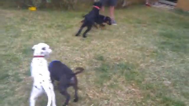 Millie, Freya, Blake, Rainbow, Charlie & Chester. 8 Sept 2013 смотреть онлайн