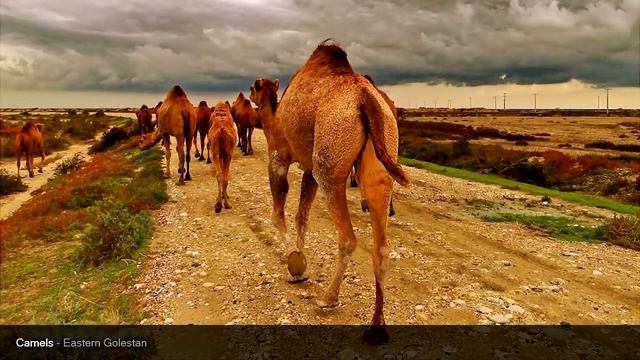 Провинция Гулистан, Иран смотреть онлайн