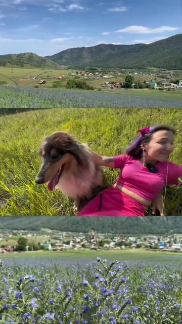 Цветущий луг на Алтае | Видно все село Черга | Прогулка с пастушьей собакой колли по кличке Аза
