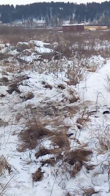 Солнечная поляна 2 смотреть онлайн