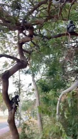 Очковые лангуры 🐒🐒🐒