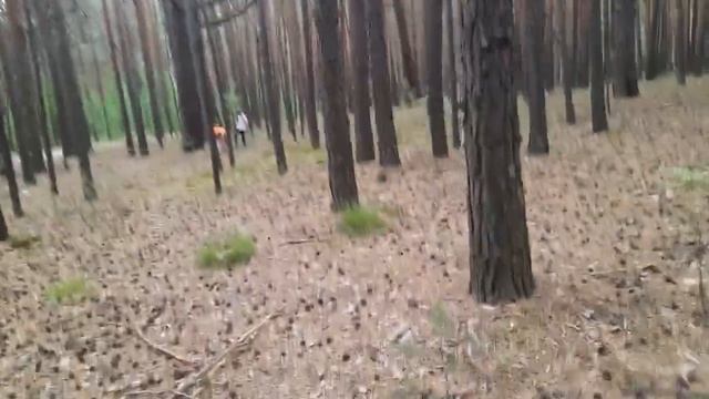 Беседка в лесу Борзовой заимки от Тоха ТВ