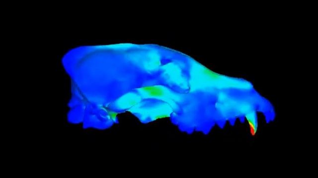 FEA Model of Lycaon pictus смотреть онлайн
