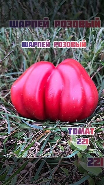 Высокорослые томаты 9 часть. смотреть онлайн