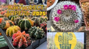 КактусФест АПРЕЛЬ 2025
