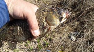 Карась на блесну