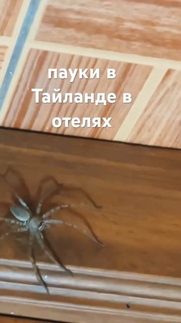 Паук размером с ладонь в отеле Тайланда #тайланд #бали #самуи #приключения #путешествия . смотреть онлайн